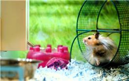 Tạo ra điện từ bánh xe dành cho hamster để sạc điện thoại